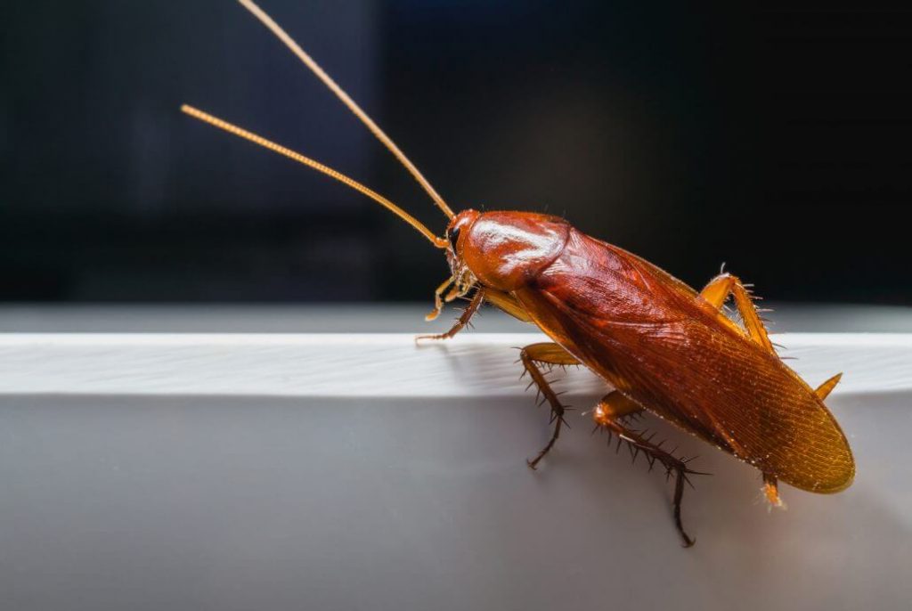 Ho Trovato Una Blatta In Casa